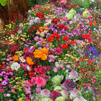 🔥 Latest varieties in 2026💐Mixed Perennial Flowers Seeds-Over 60 kinds mixed