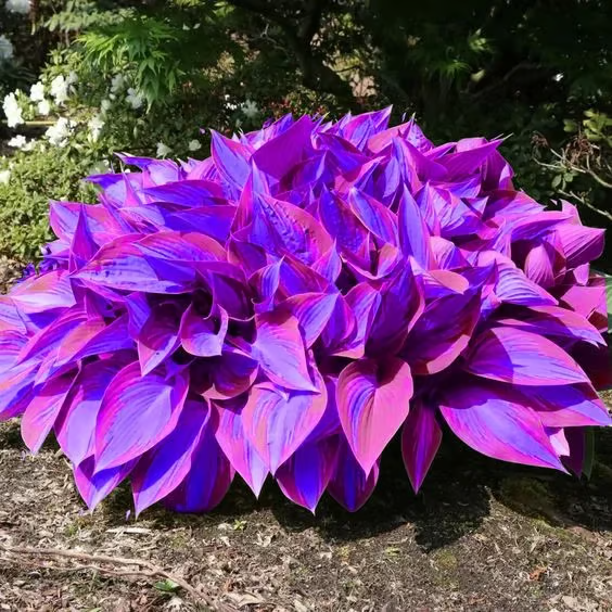 🔥2025 Garden Must-Have🌾 Perennial Coleus Ornamental Grass Seeds🌱