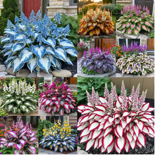 🎁2026 Special Offer🍃Rare Hosta Seeds🌿