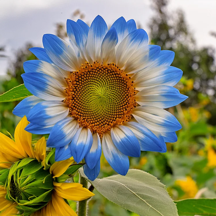 Rainbow Radiance Sunflower Seeds