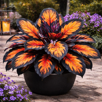 Ember Obsidian Leaf