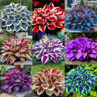 🔥Mix (1000 Seeds)