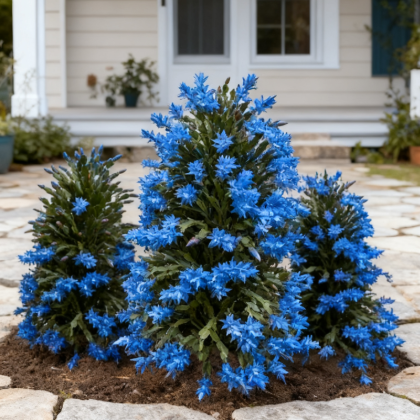 🦀🌵Christmas Cactus bulbs  – A Warm Bloom in Winter