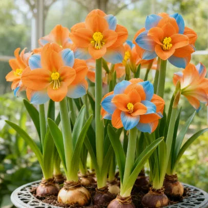 🌼Double-Petaled Perfume Amaryllis Bulbs