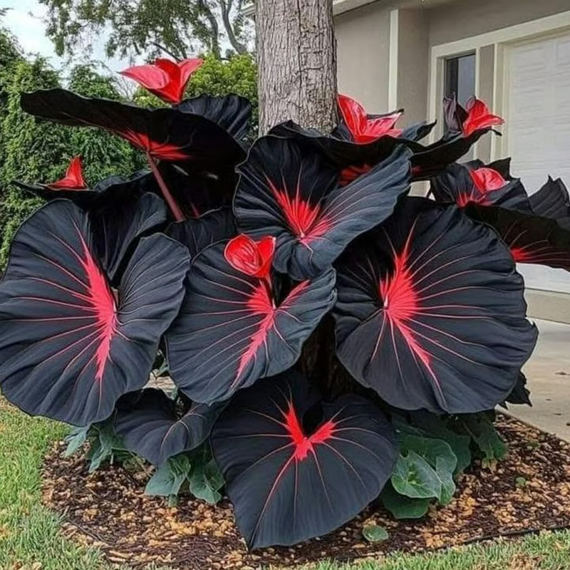 💰Special Offer [50% OFF] 🌿Rare Hosta Seeds