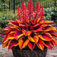 🔥Inferno Sunset Bloom