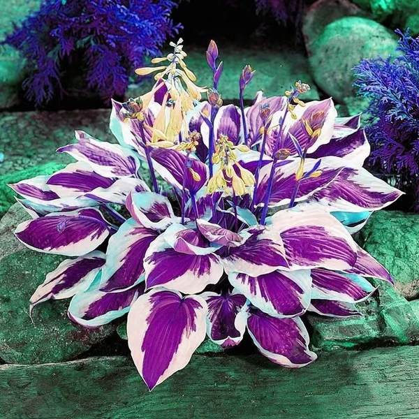 🔥2025 Garden Must-Have🌾 Perennial Coleus Ornamental Grass Seeds🌱