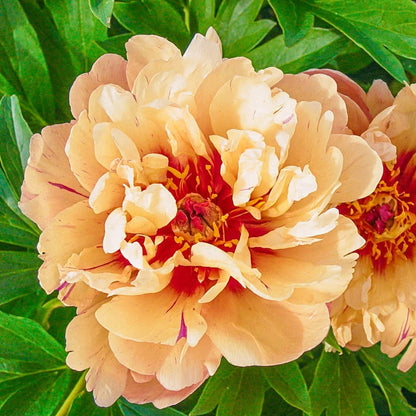 🌸 Double Climbing Peony Vine Hardy Perennial Garden Climber for Indoor & Outdoor Beauty