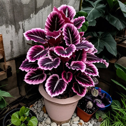 Midnight meteorite hosta Bulbs 🍃