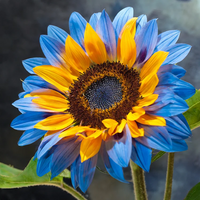 Blue Yellow