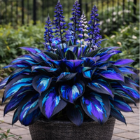 🔥Nocturne Sapphire Flame