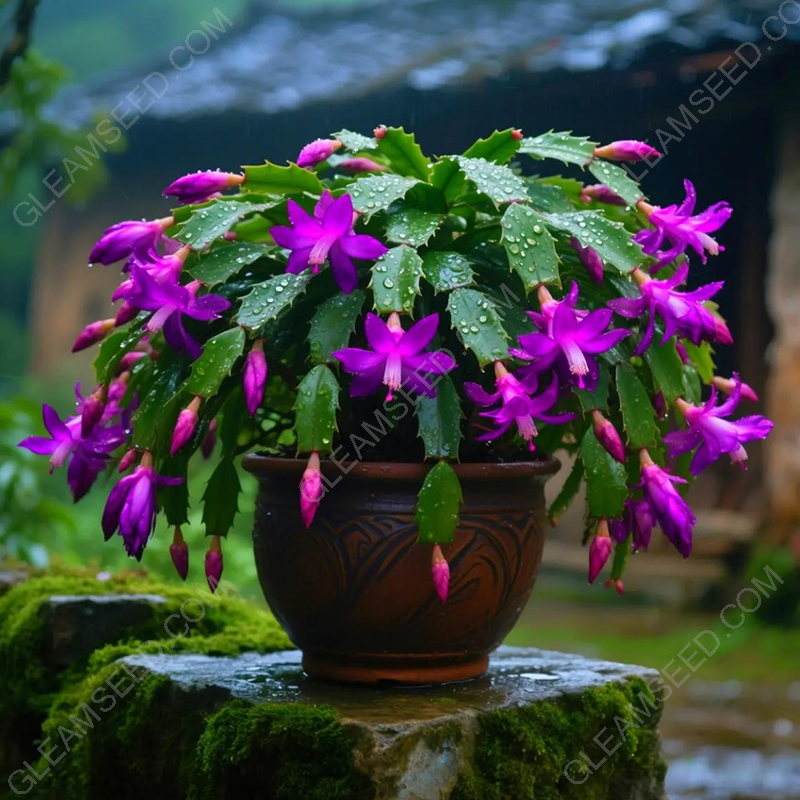 🦀🌵-meet-the-crab-cactus – A Warm Bloom in Winter