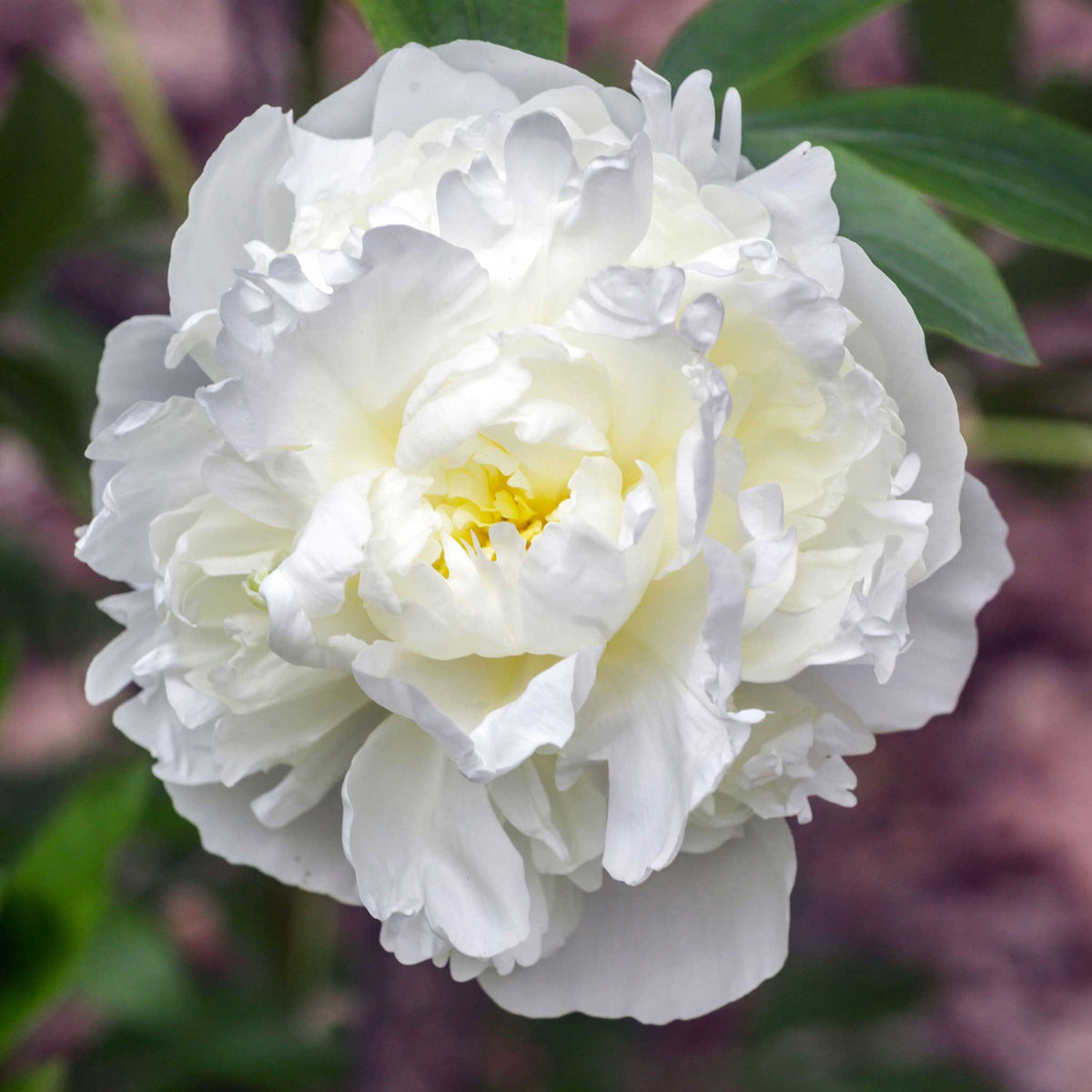 🌸 Double Climbing Peony Vine Hardy Perennial Garden Climber for Indoor & Outdoor Beauty