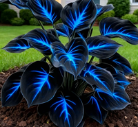 🔥🔥🔥Dark Blue