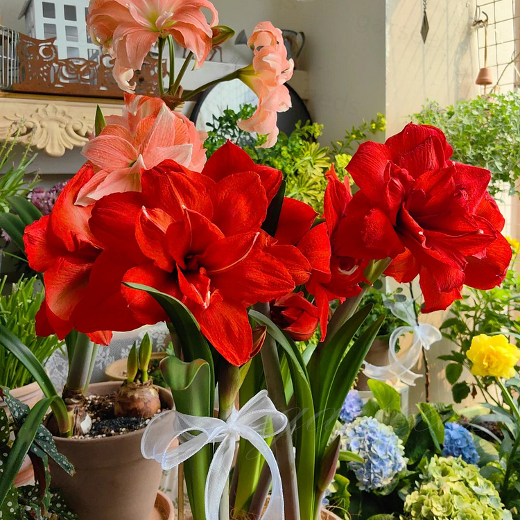 🌼Double-Petaled Perfume Amaryllis Bulbs