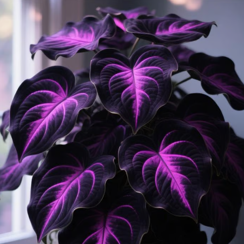 💰Special Offer [50% OFF] 🌿Rare Hosta Seeds